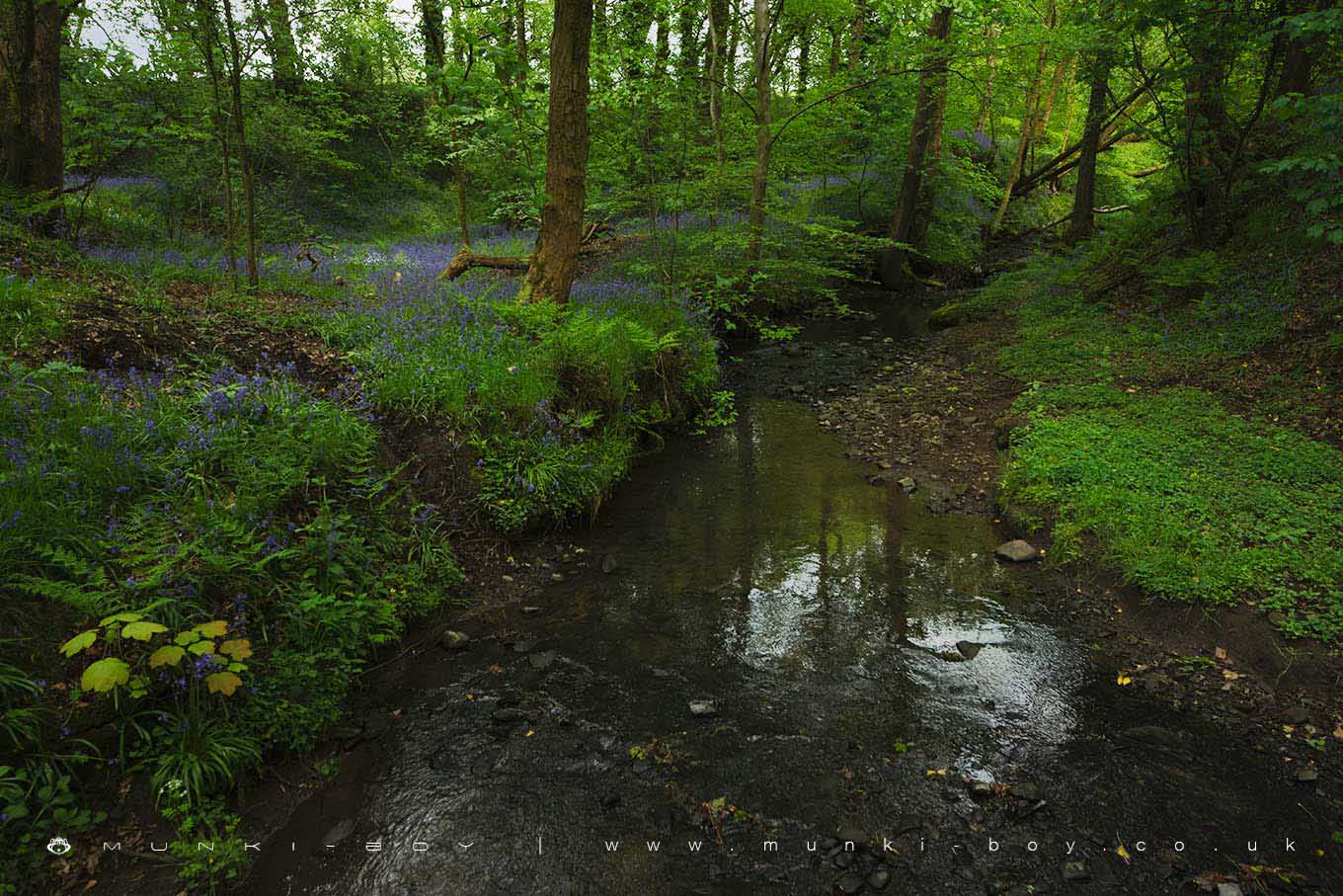 Rivers and Streams in Duxbury Woods
