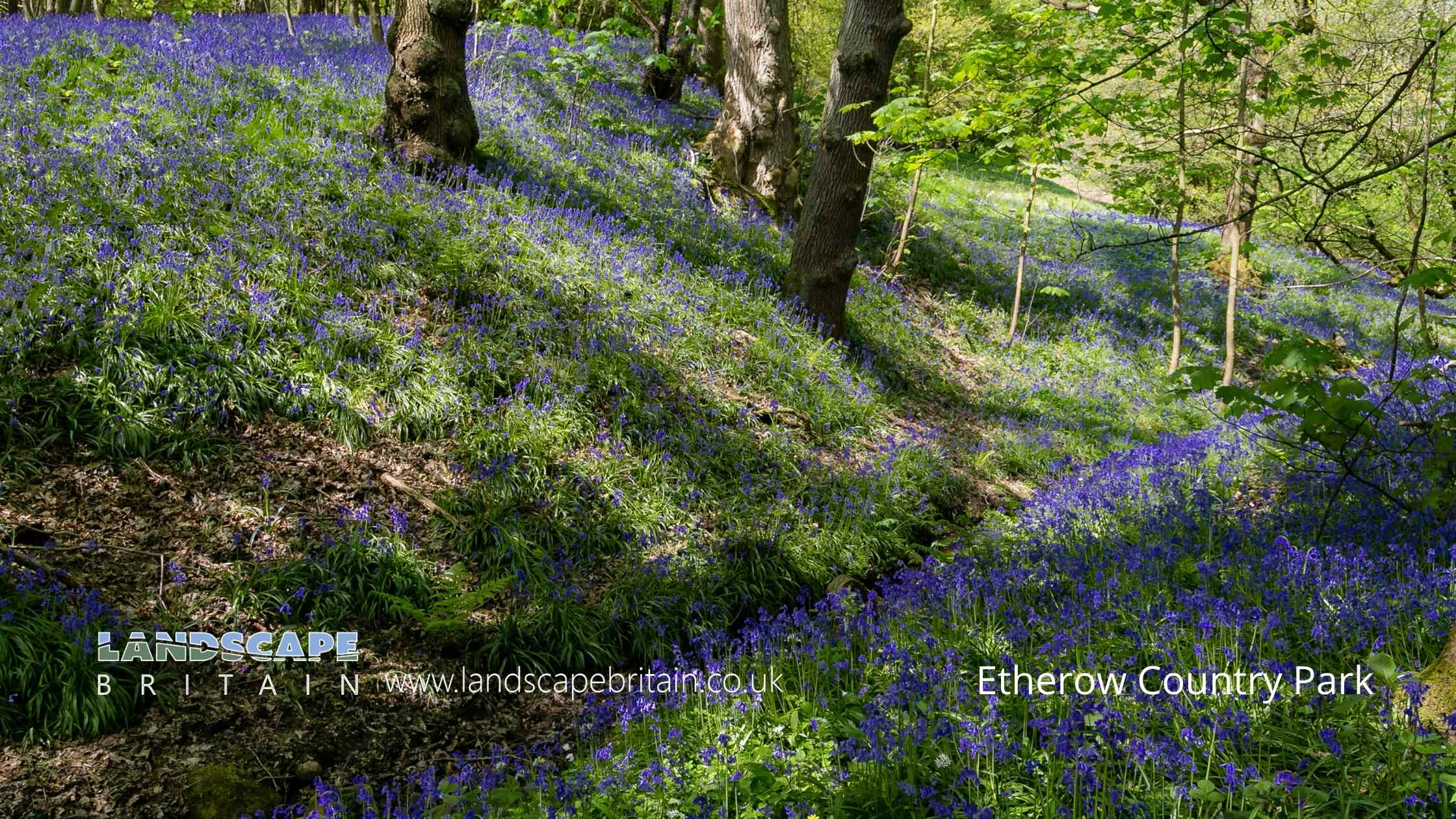Bluebell Woods in Stockport