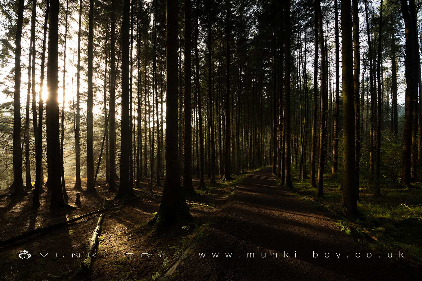 Woodlands in The Turton Reservoirs