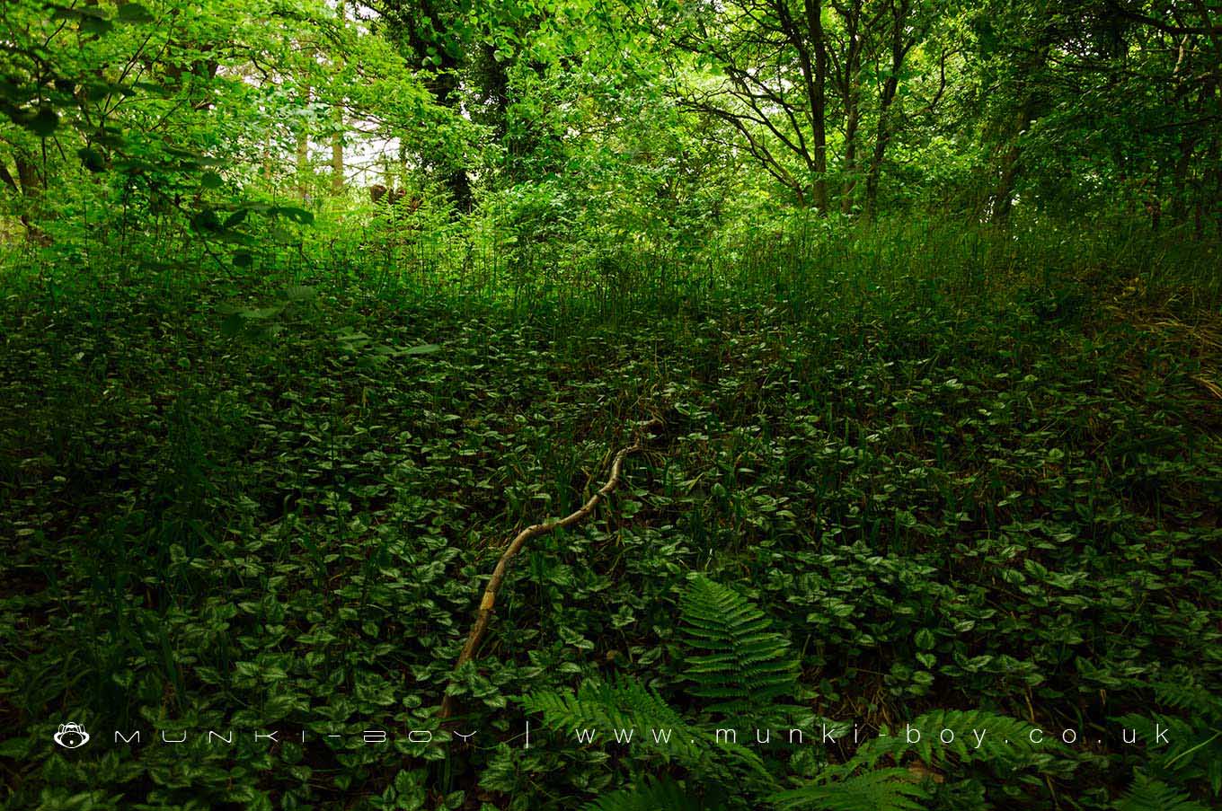 Historic Monuments in Hartshill Hayes Country Park