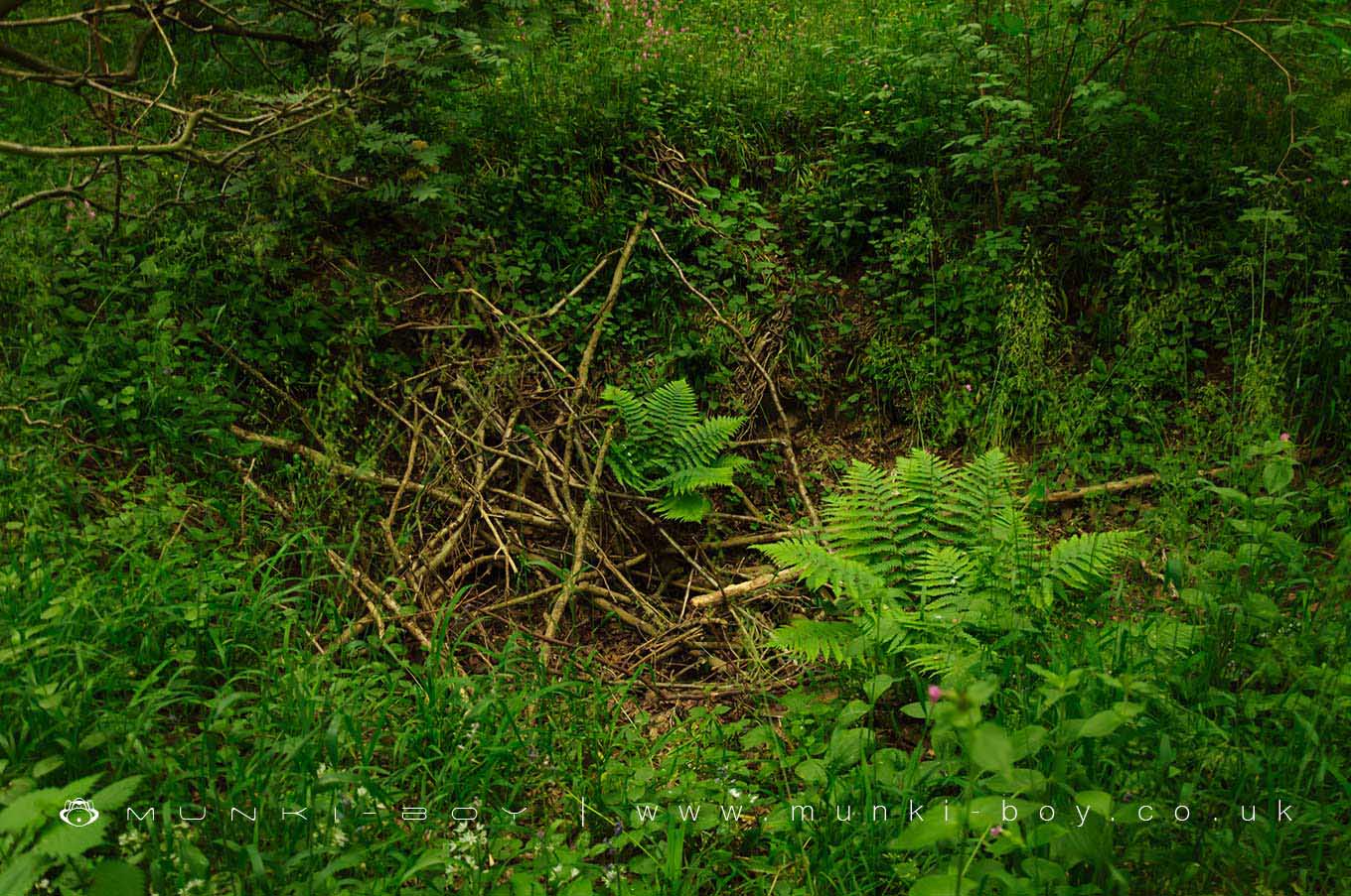 Geological Features in Hartshill Hayes Country Park