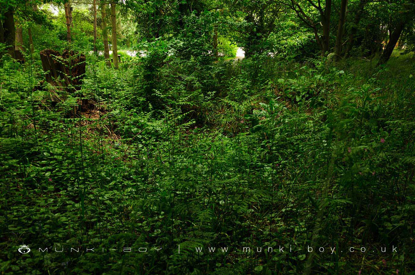 Ancient Sites in Hartshill Hayes Country Park