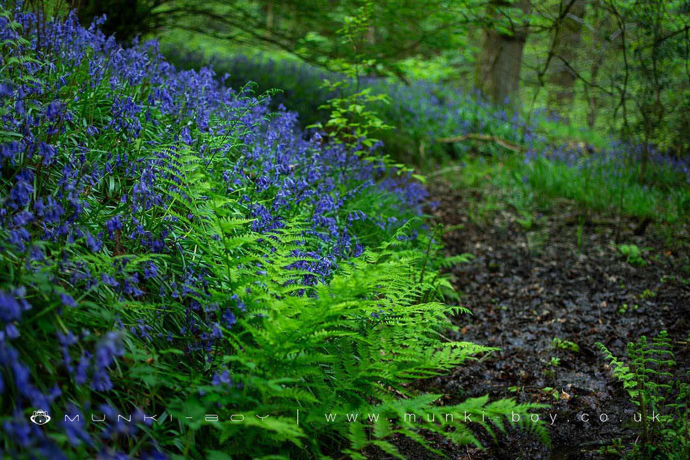 Bluebell Woods in Chorley