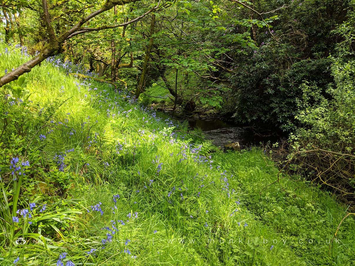 Bluebell Woods in Belmont