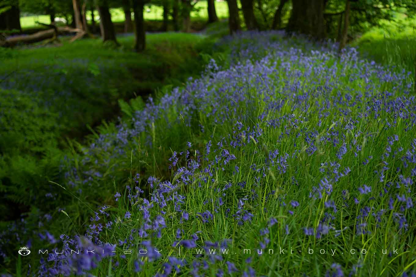 Bluebell Woods in Bolton