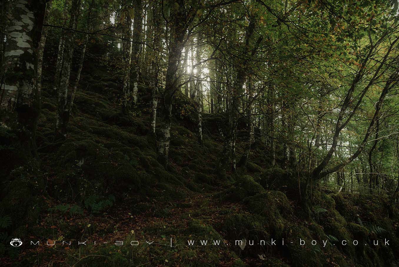 Woodlands in Argyll