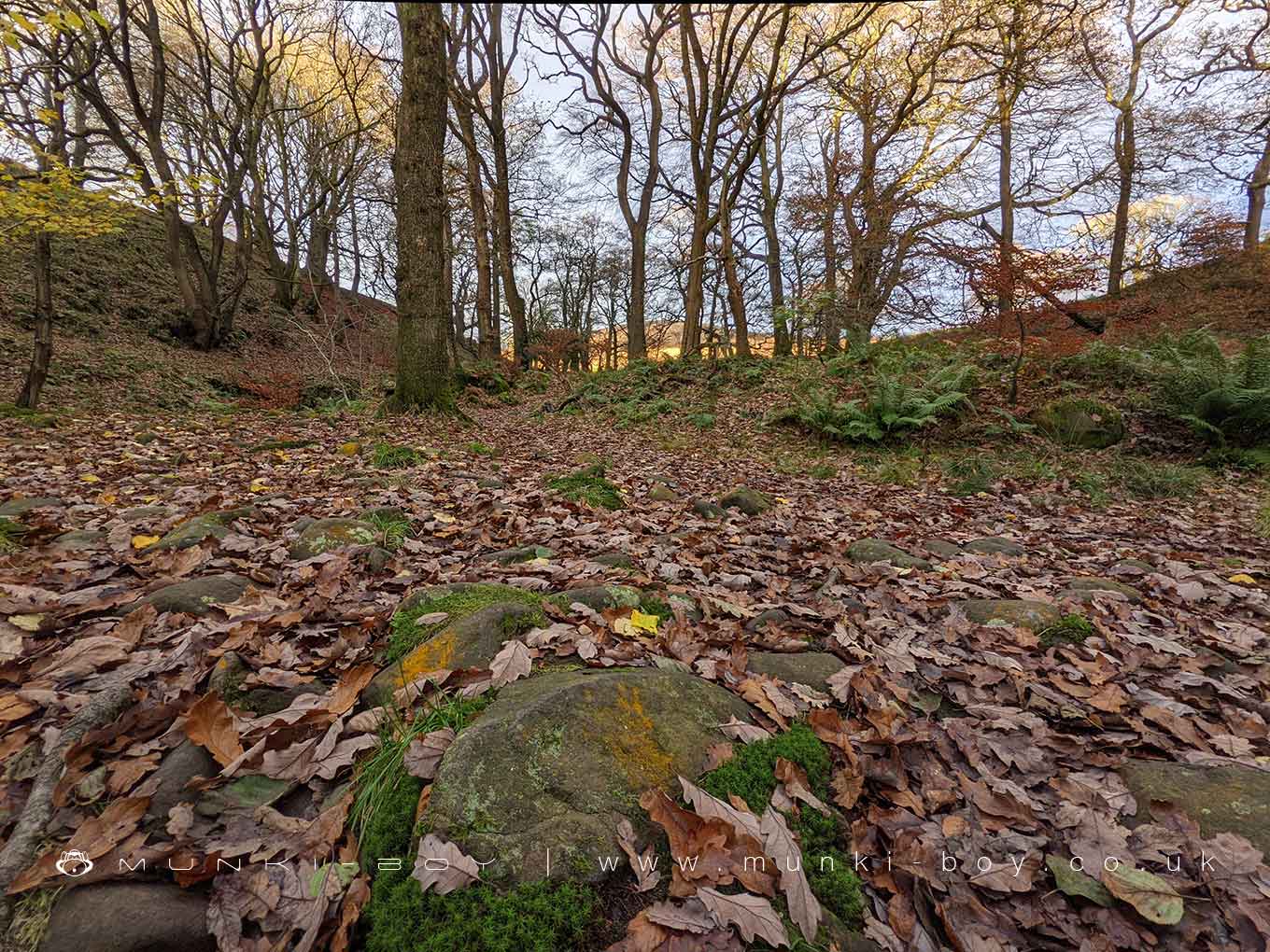 Woodlands in Grizedale Bridge