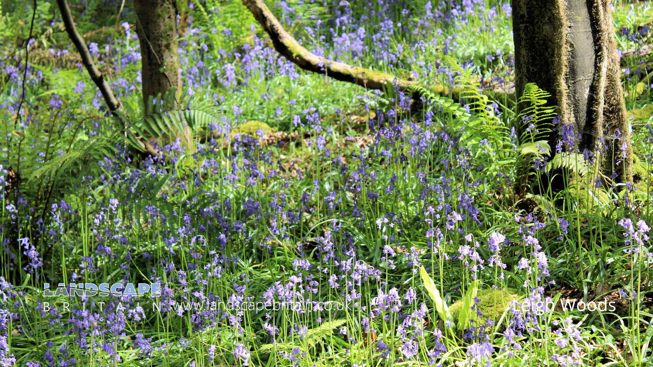 Bluebell Woods in Bristol