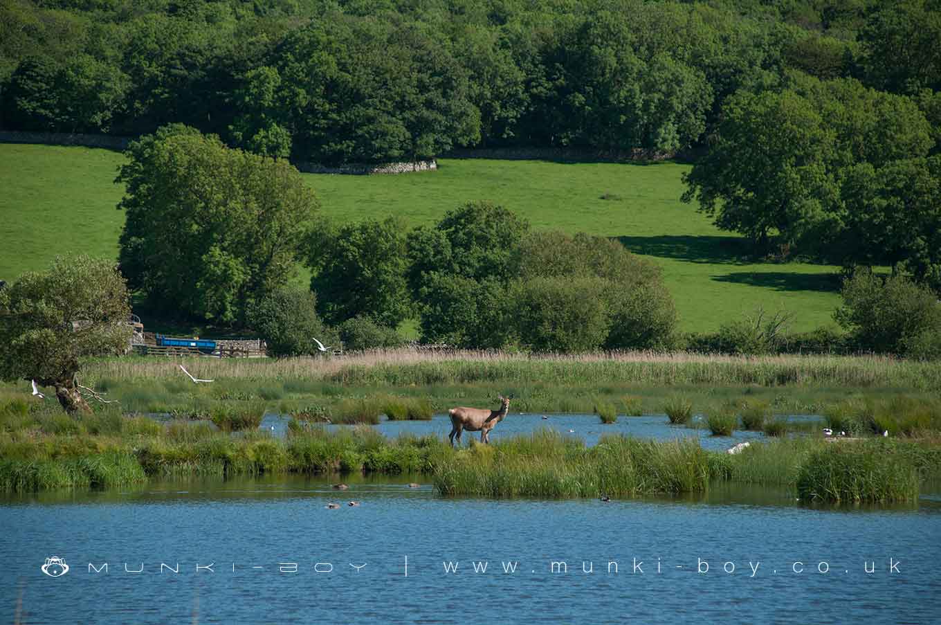 Nature Reserves in Warton Crag