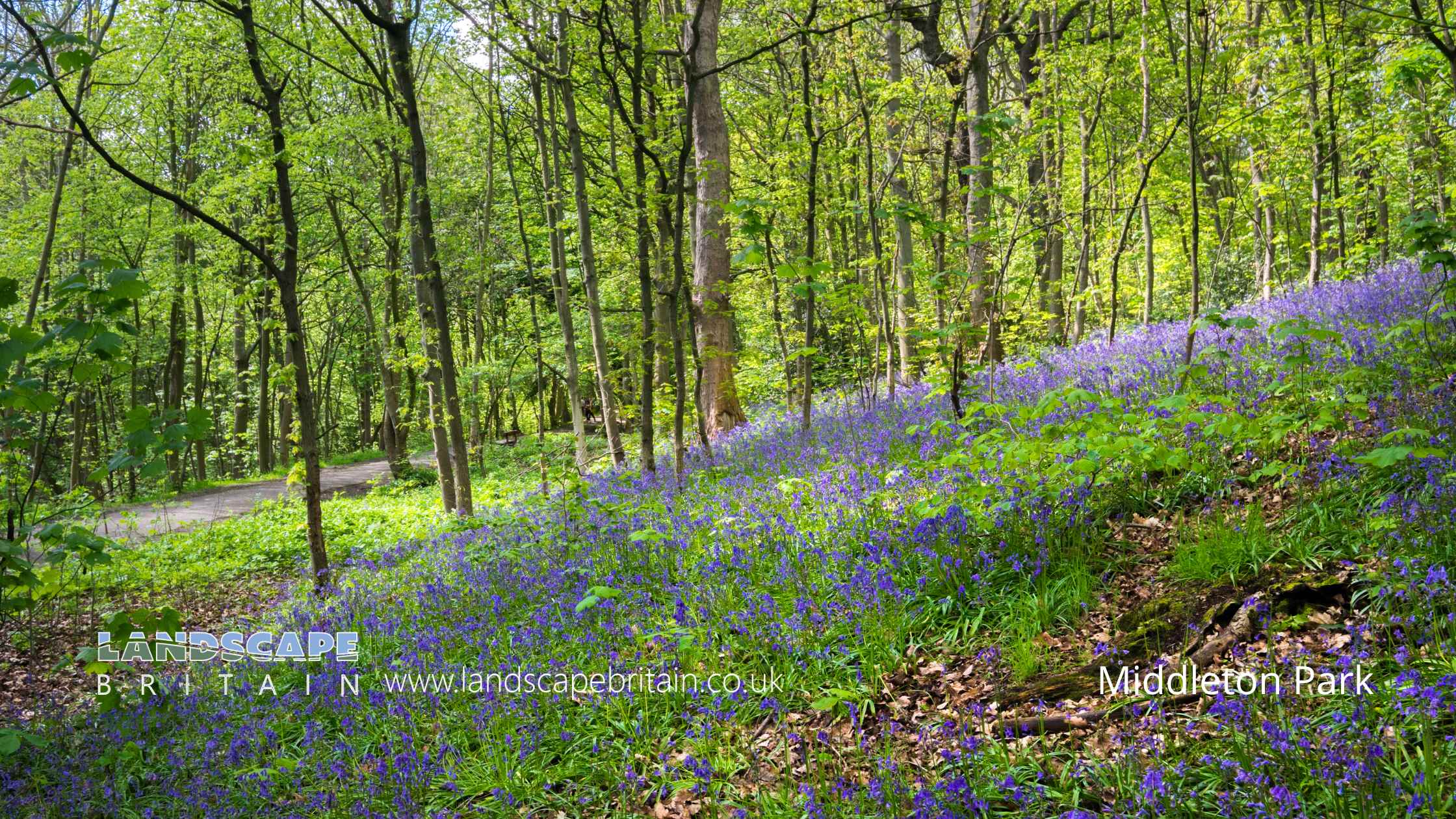 Bluebell Woods in West Yorkshire