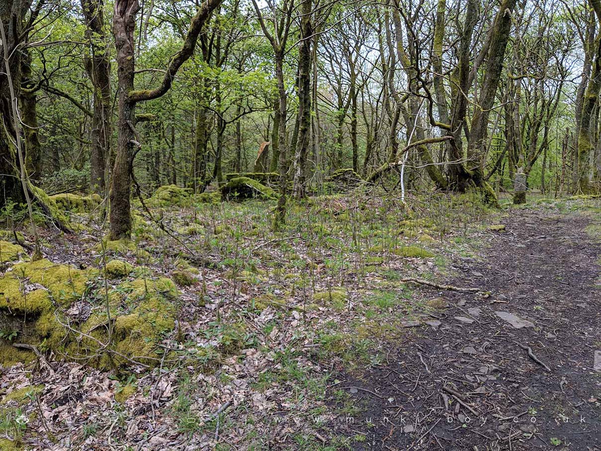 Ruins in Roddlesworth Woods