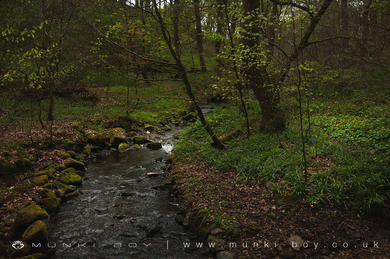 Rivers and Streams in Sunnyhurst Wood