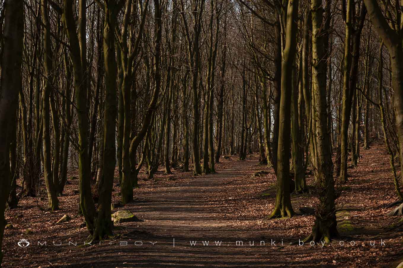 Hiking Areas in Wilderswood