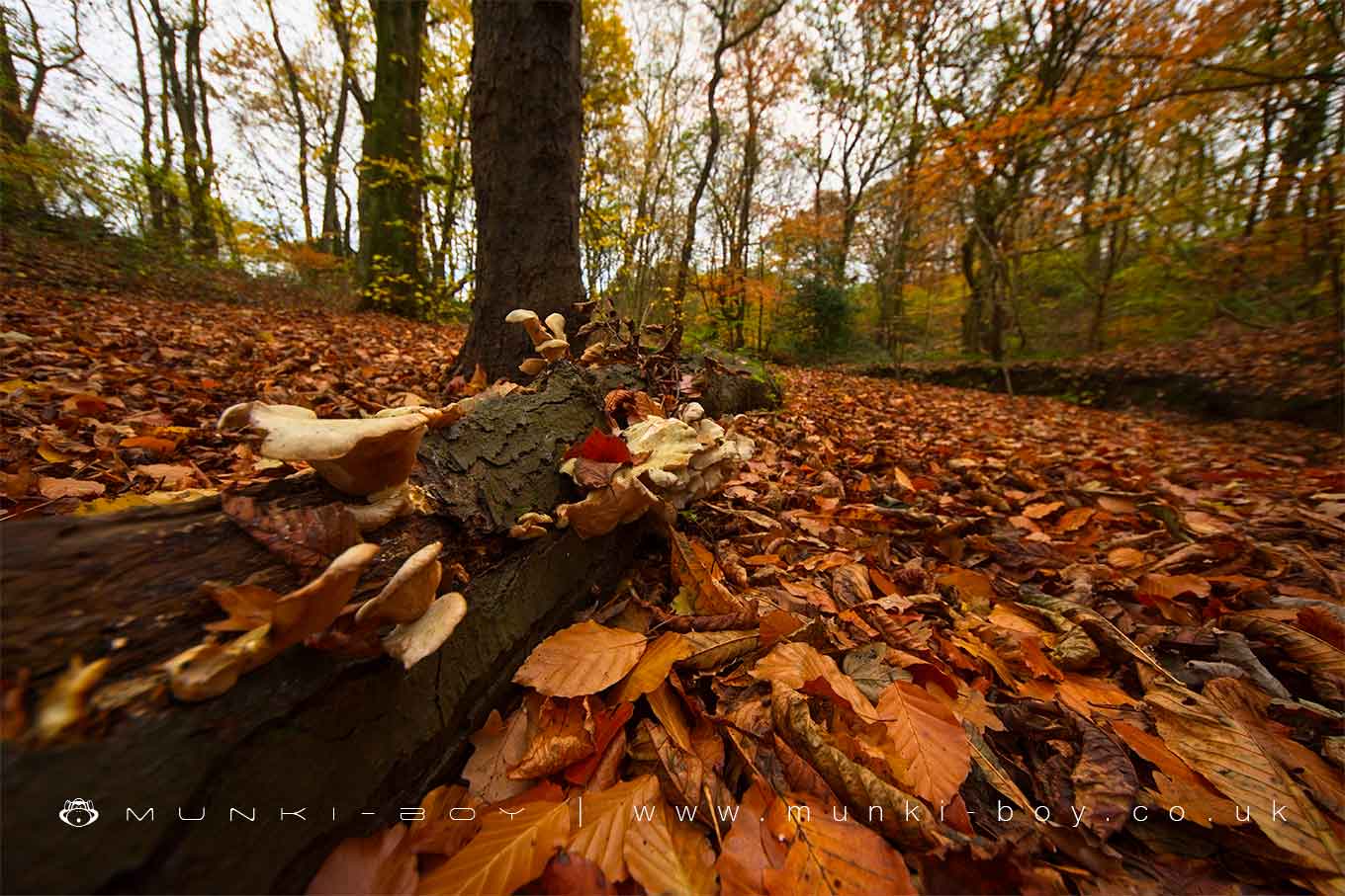 Woodlands in Worsley